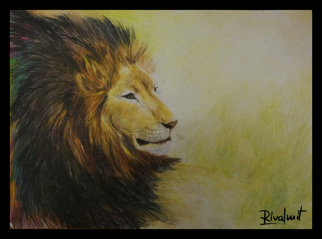 coloured pencils lion africa drawing Lion