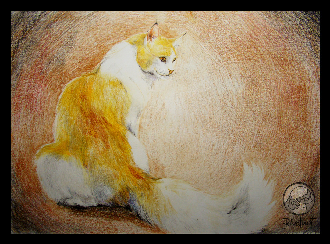 maine coon cat domestic drawing coloured pencils  Maine Coon