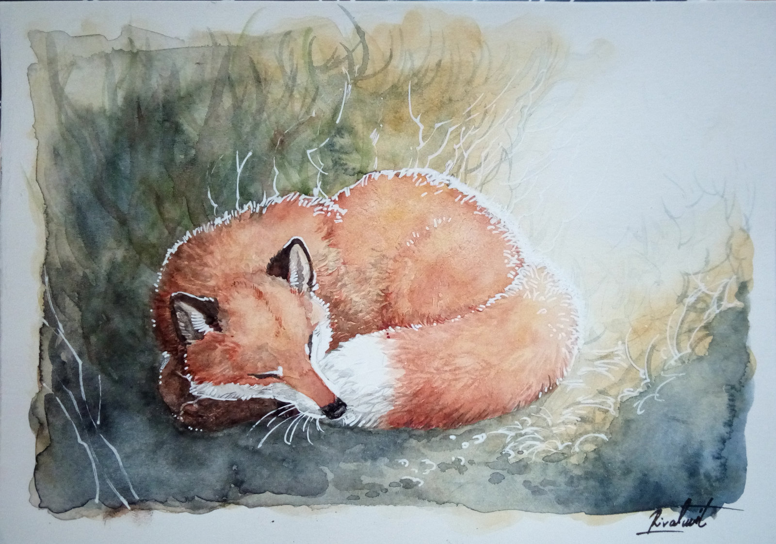 fox watercolor drawing traditional traditionalart Sweet dreams
