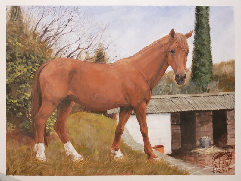 painting horse Paintings  Lučka Commission Paintings
