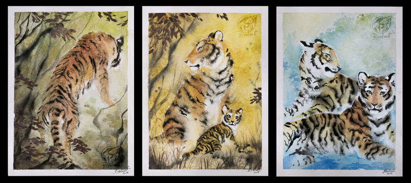drawing felinae ef tiger watercolor Drawings Retrospective Drawings