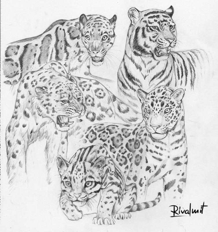 cat tiger leopard jaguar drawing lineart Wild cats 