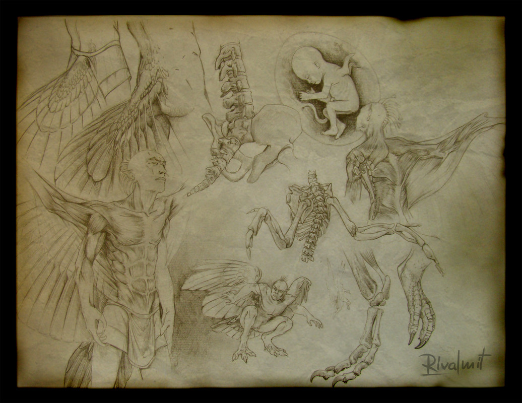 drawing greek harpy anatomy mythology anthropomorphic Harpy anatomy