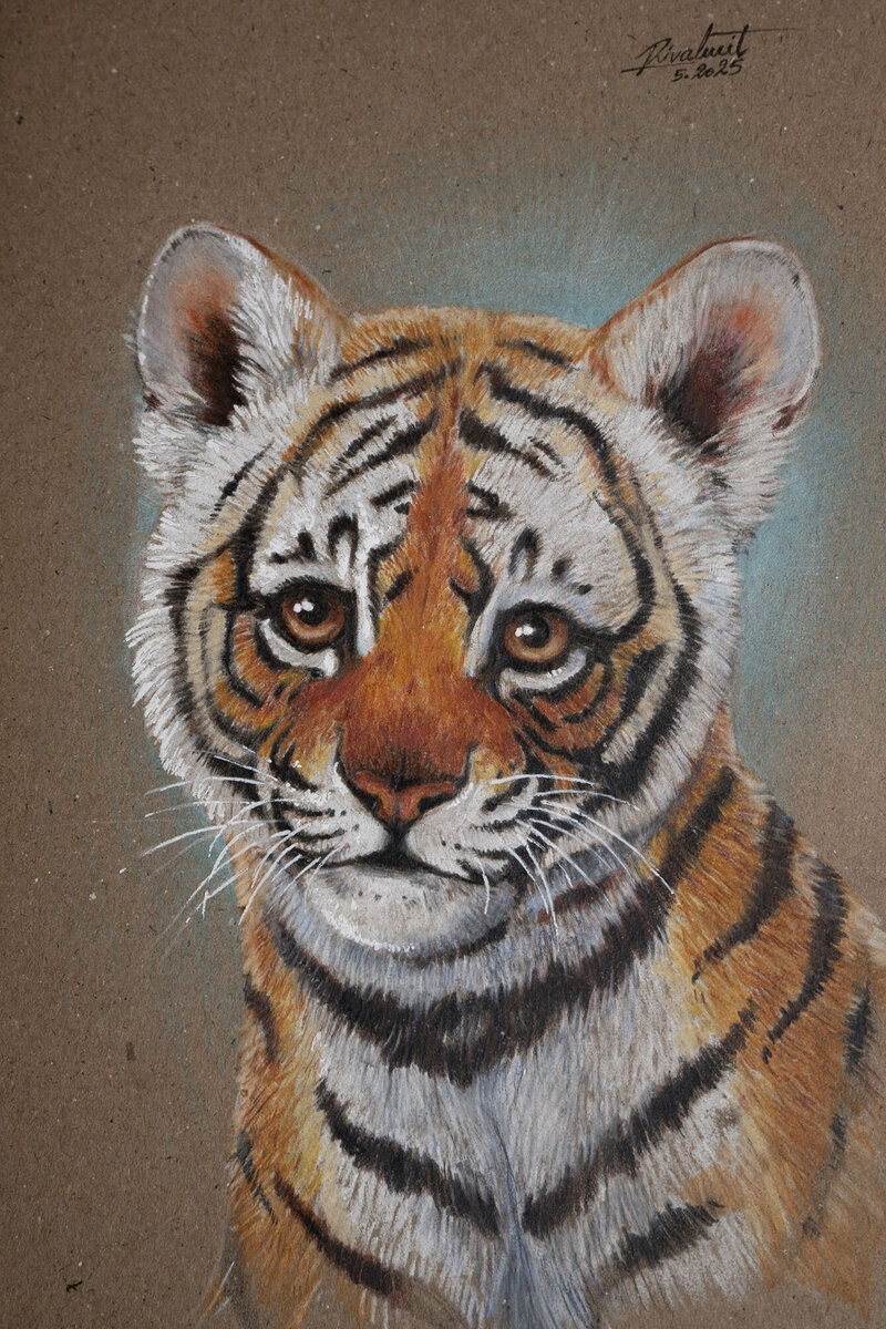 tiger drawing Baby Tiger 