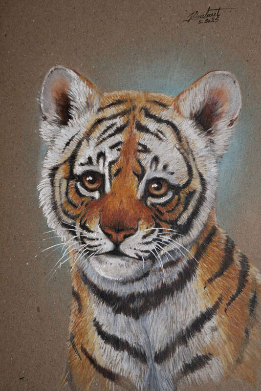 tiger drawing Drawings Baby Tiger  Drawings